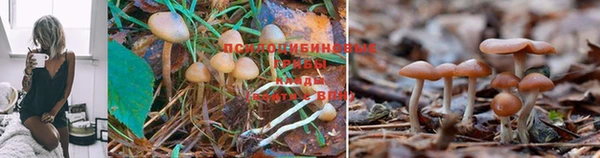 2c-b Беломорск